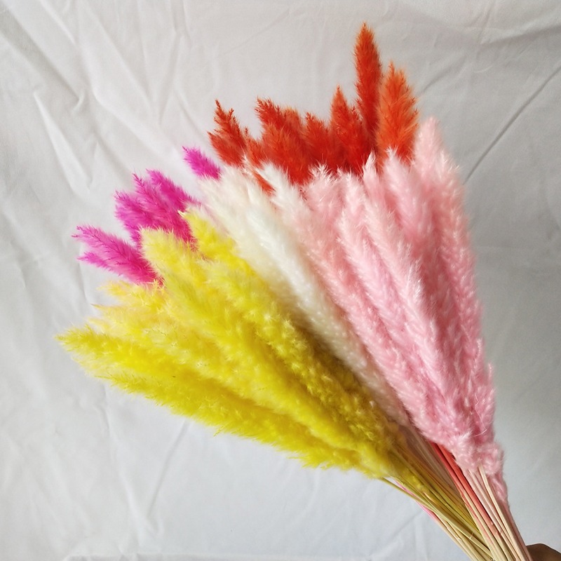 Pampas Grass Decor - 자연 건조 팜파스 그래스 멀티컬러, 보헤미안