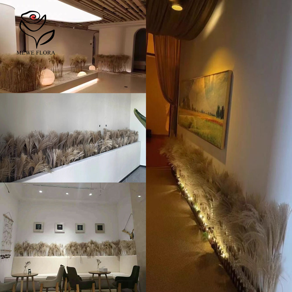 200PCS 자연 건조 푹신한 갈대 꽃 꽃다발 상점 창 - Pampas Grass Decor 리뷰 및 가격