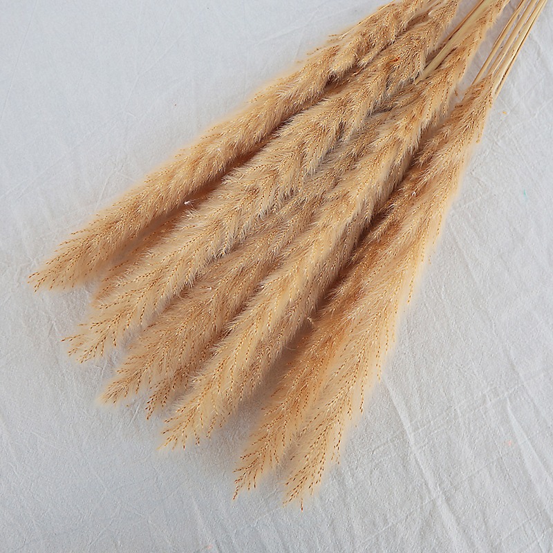 자연 건조 팜파스 그래스 멀티컬러, 보헤미안 홈 화병  - Pampas Grass Decor 리뷰 및 가격
