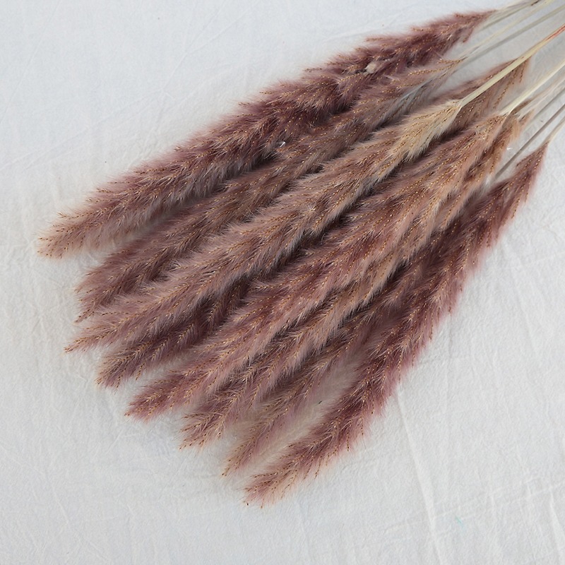 자연 건조 팜파스 그래스 멀티컬러, 보헤미안 홈 화병  - Pampas Grass Decor 리뷰 및 가격