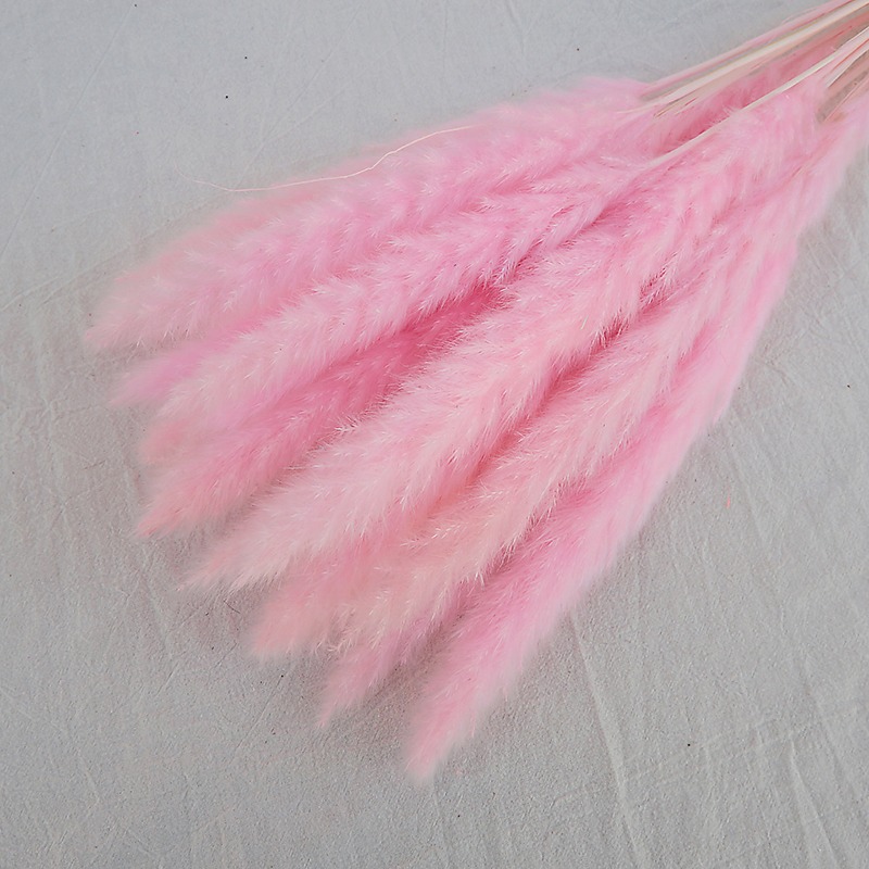 자연 건조 팜파스 그래스 멀티컬러, 보헤미안 홈 화병  - Pampas Grass Decor 리뷰 및 가격