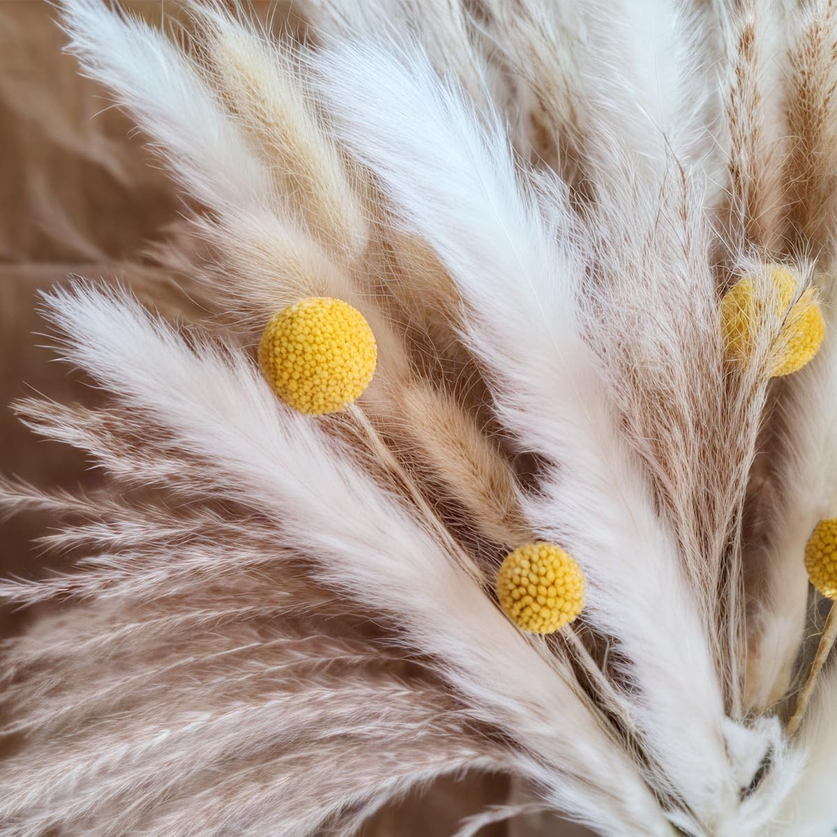 말린 팜파스 그래스 꽃다발, 천연 드라이 플라워, 고급 - Pampas Grass Decor 리뷰 및 가격